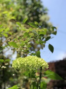 紫陽花と梅雨の晴れ間